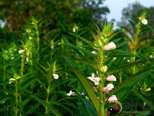 梦到种白芝麻是什么意思?梦到种白芝麻预示着什么?